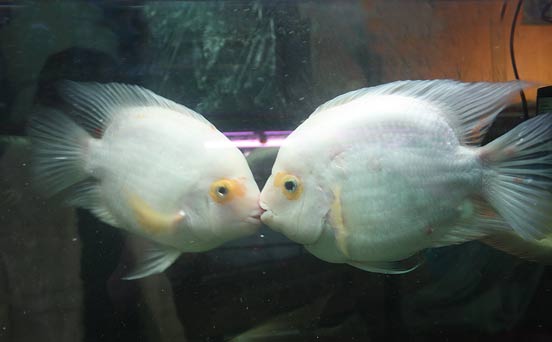 Kissing fish Kissing fish