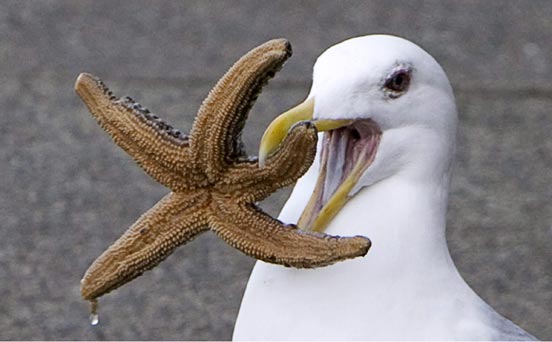 Seagull Seagull