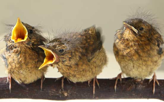 Baby robins Baby robins