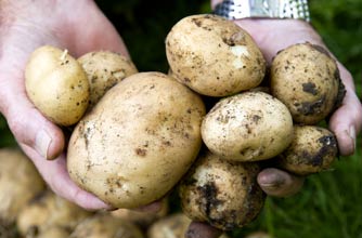 potatoes grow own goodtoknow