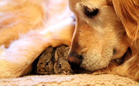 Dog and rabbits Dog and rabbits