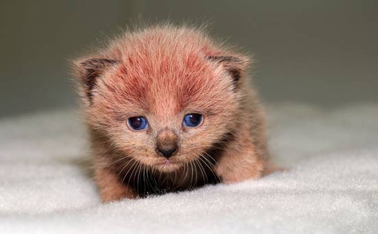 Pink kitten Pink kitten