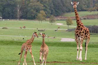 Days out: Woburn Safari Park 