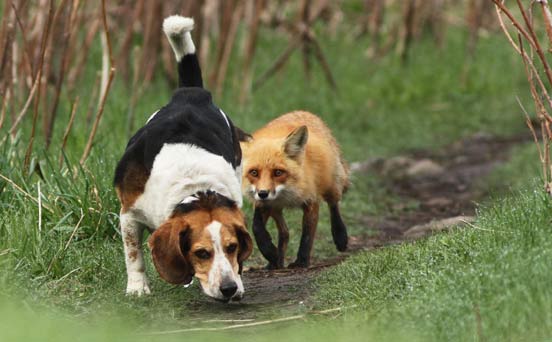 Dog hunting? Dog hunting?