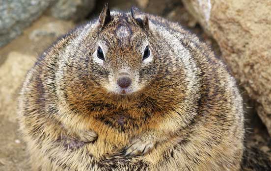 Too many nuts Too many nuts