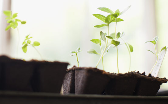 Money-saving gardening tips: Be eco wise Money-saving gardening tips: Be eco wise