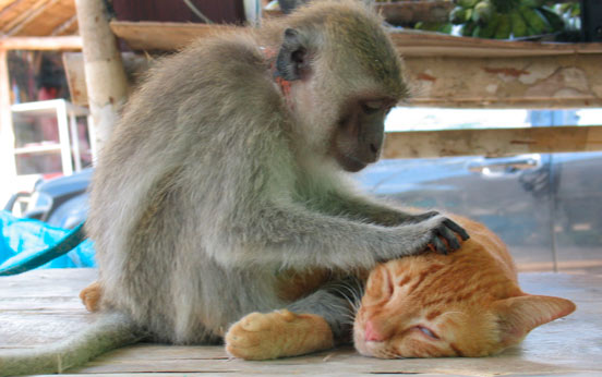 Funny animal pictures Funny animal pictures