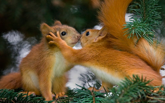 Funny animal pictures Funny animal pictures