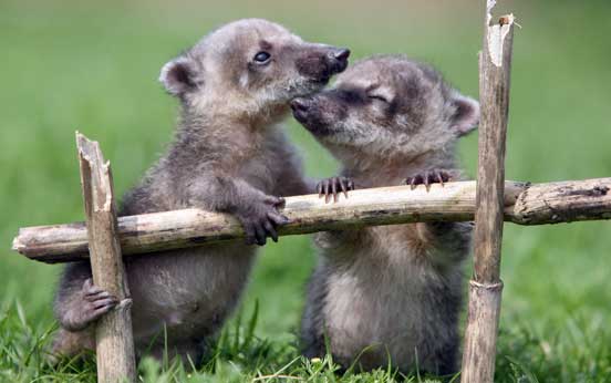 Funny animal pictures Funny animal pictures