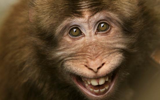 Funny animal pictures, a smiling macaque monkey Funny animal pictures, a smiling macaque monkey