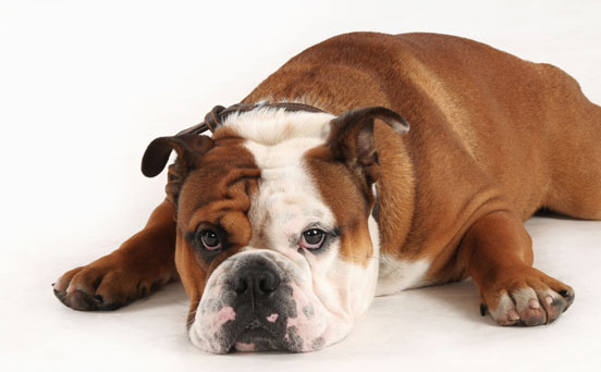 Baby names for pets