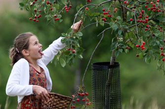 young girl fruit picking young girl fruit picking