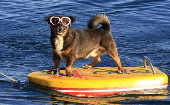 Surfing dog Surfing dog
