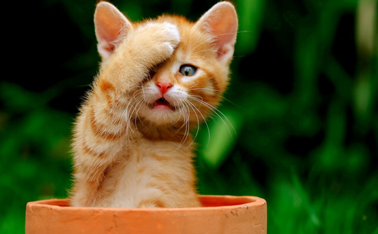 Peek-a-paw Peek-a-paw