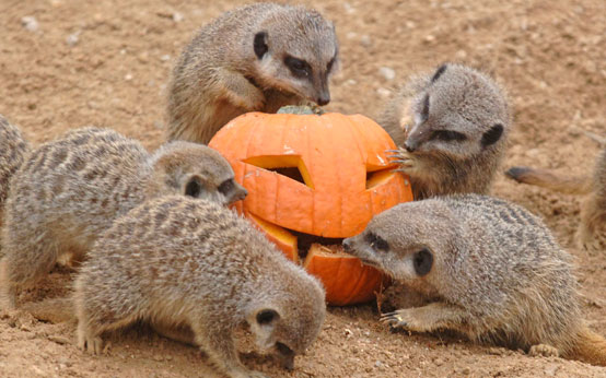 funny animal pictures, animals with pumpkins, halloween, halloween animals, animals and pumpkins, funny animal pictures, animals with pumpkins, halloween, halloween animals, animals and pumpkins,