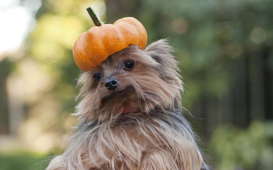 funny animal pictures, animals with pumpkins, halloween, halloween animals, animals and pumpkins, funny animal pictures, animals with pumpkins, halloween, halloween animals, animals and pumpkins,