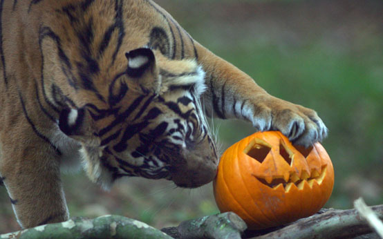 funny animal pictures, animals with pumpkins, halloween, halloween animals, animals and pumpkins, funny animal pictures, animals with pumpkins, halloween, halloween animals, animals and pumpkins,