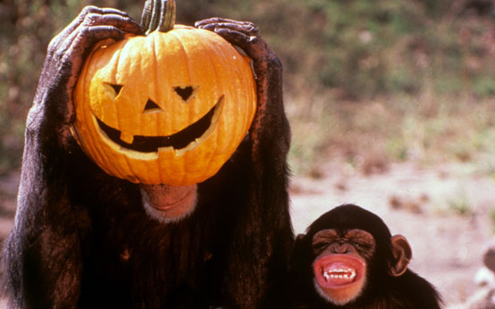 funny animal pictures, animals with pumpkins, halloween, halloween animals, animals and pumpkins, funny animal pictures, animals with pumpkins, halloween, halloween animals, animals and pumpkins,
