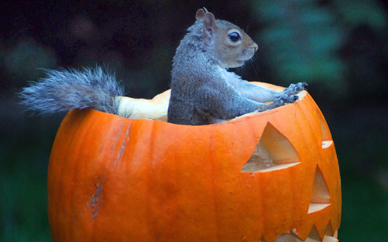 funny animal pictures, animals with pumpkins, halloween, halloween animals, animals and pumpkins, funny animal pictures, animals with pumpkins, halloween, halloween animals, animals and pumpkins,