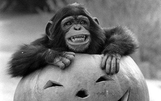 funny animal pictures, animals with pumpkins, halloween, halloween animals, animals and pumpkins, funny animal pictures, animals with pumpkins, halloween, halloween animals, animals and pumpkins,