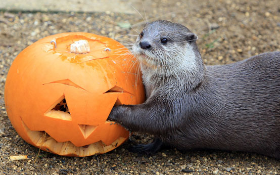 funny animal pictures, animals with pumpkins, halloween, halloween animals, animals and pumpkins, funny animal pictures, animals with pumpkins, halloween, halloween animals, animals and pumpkins,