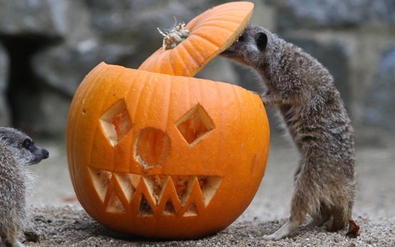 funny animal pictures, animals with pumpkins, halloween, halloween animals, animals and pumpkins, funny animal pictures, animals with pumpkins, halloween, halloween animals, animals and pumpkins,