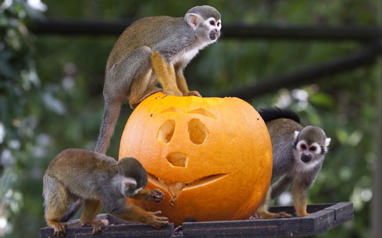 funny animal pictures, animals with pumpkins, halloween, halloween animals, animals and pumpkins, funny animal pictures, animals with pumpkins, halloween, halloween animals, animals and pumpkins,