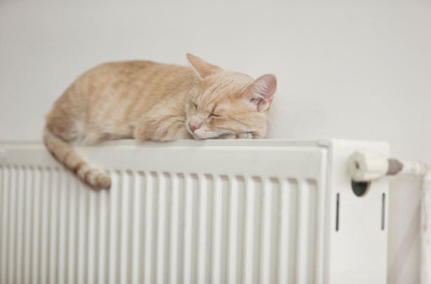 Cat on radiator