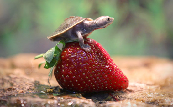 Funny animal pics Funny animal pics
