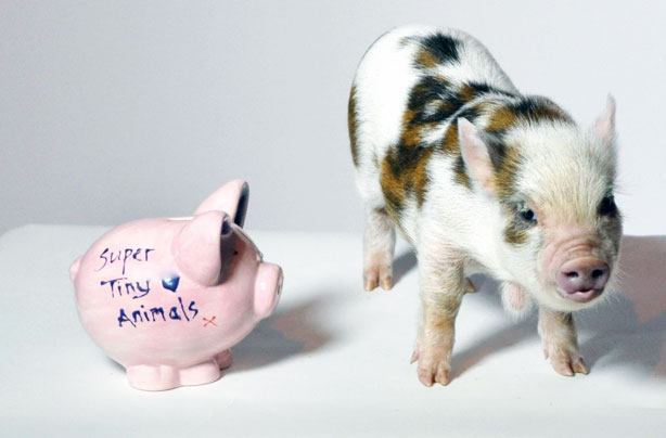 Super Tiny Animals Super Tiny Animals