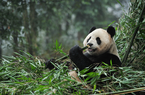 Giant panda