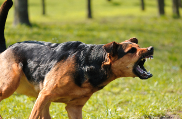 Dog bites
