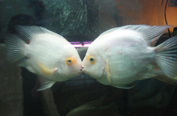 Parrot fish Parrot fish