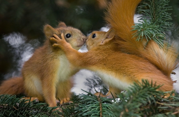 Animals in love