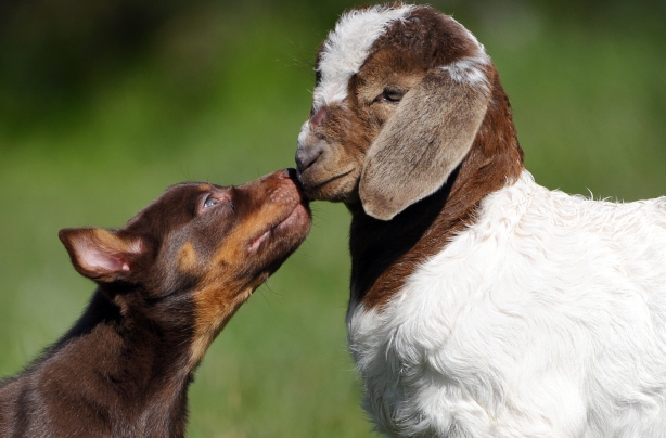 Puppy and goat Puppy and goat