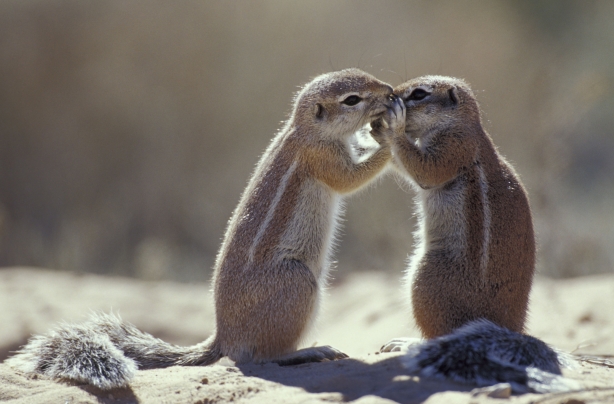 Ground squirrels Ground squirrels