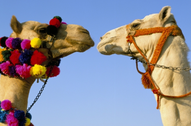 Camels Camels