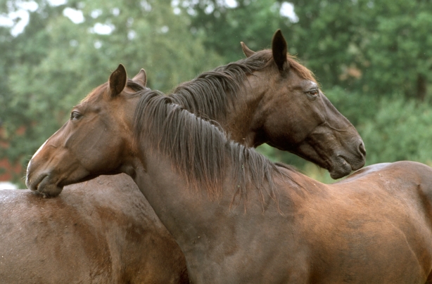 Horses Horses