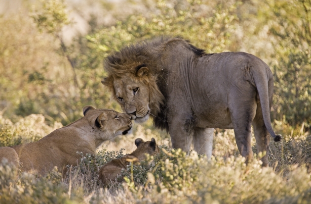 Lions Lions