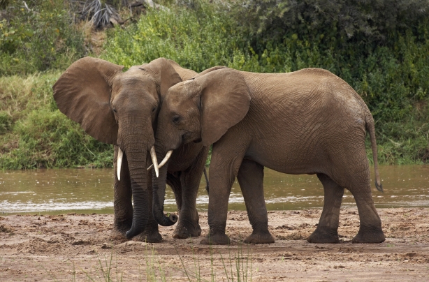 Elephants Elephants