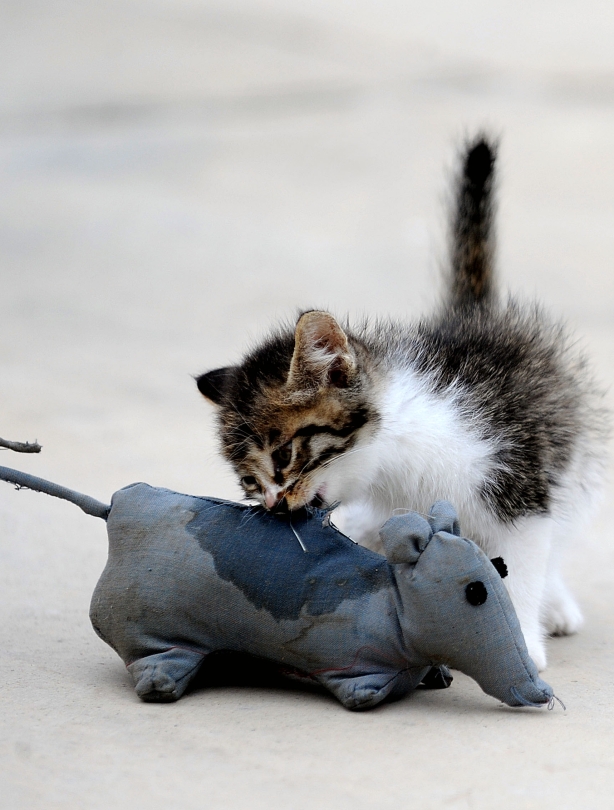 Cat in training Cat in training