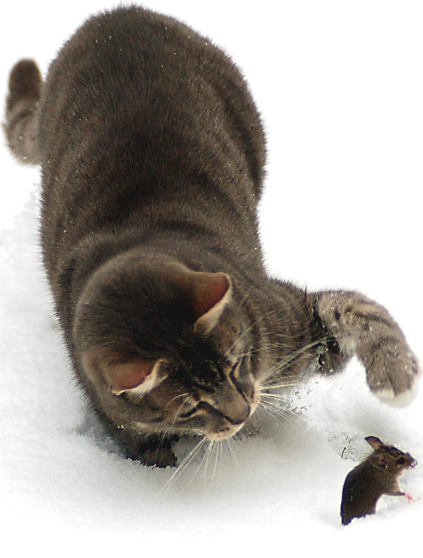 Cat and mouse Cat and mouse