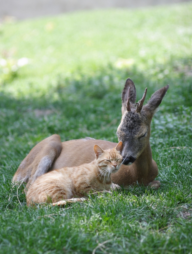 A purr-fect friendship A purr-fect friendship