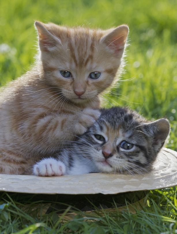 Cats in a hat! Cats in a hat!