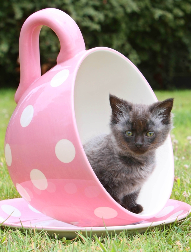 Cup of cat Cup of cat