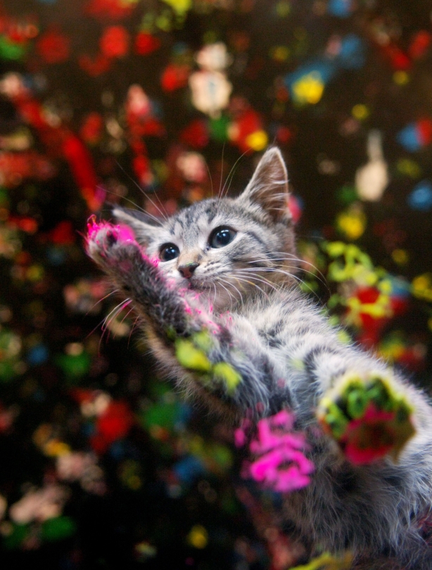 Arty cat Arty cat