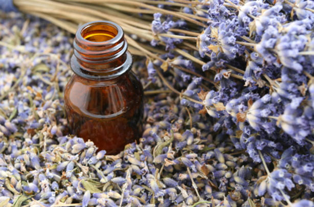 Lavender oil Lavender oil