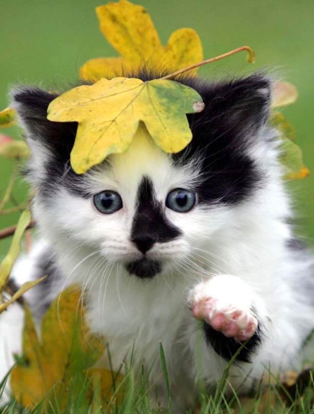 Cat with leaf Cat with leaf