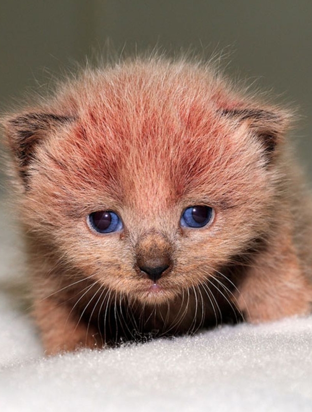 Pink kitten Pink kitten