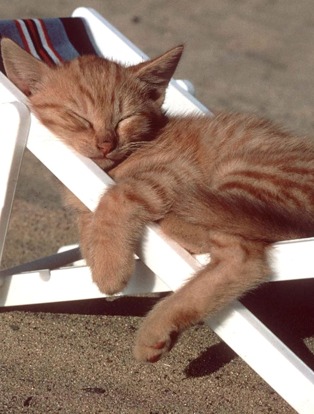 Cat napping Cat napping